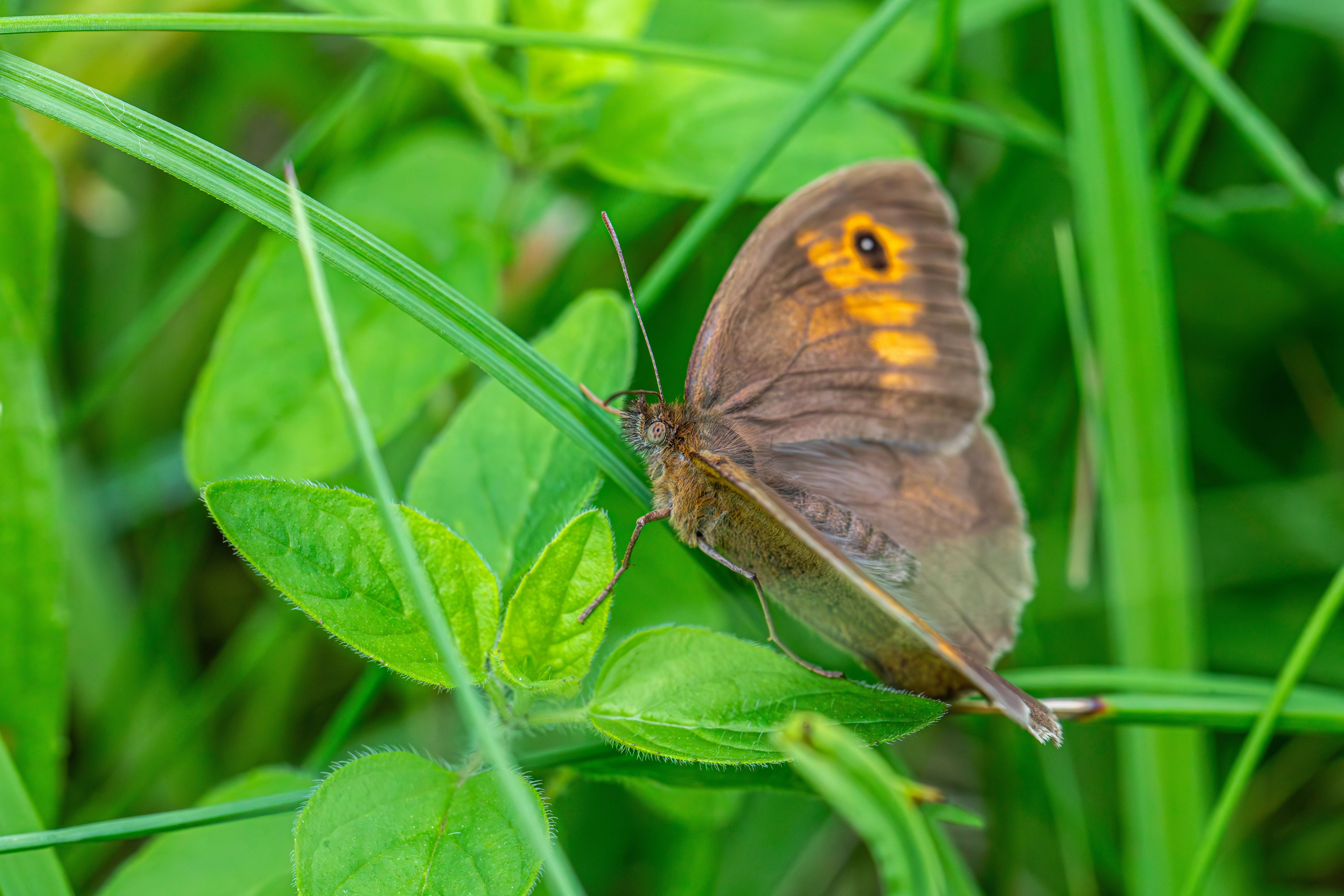 Close-up of Meadow Brown Butterfly in Natural Habitat · Free Stock Photo