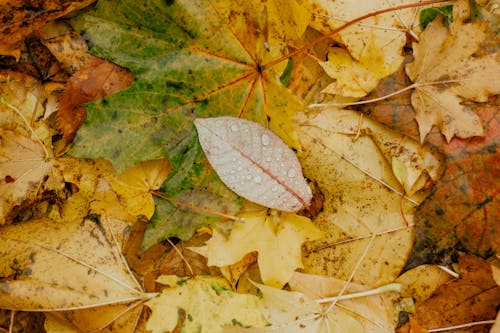 Желтые и коричневые листья