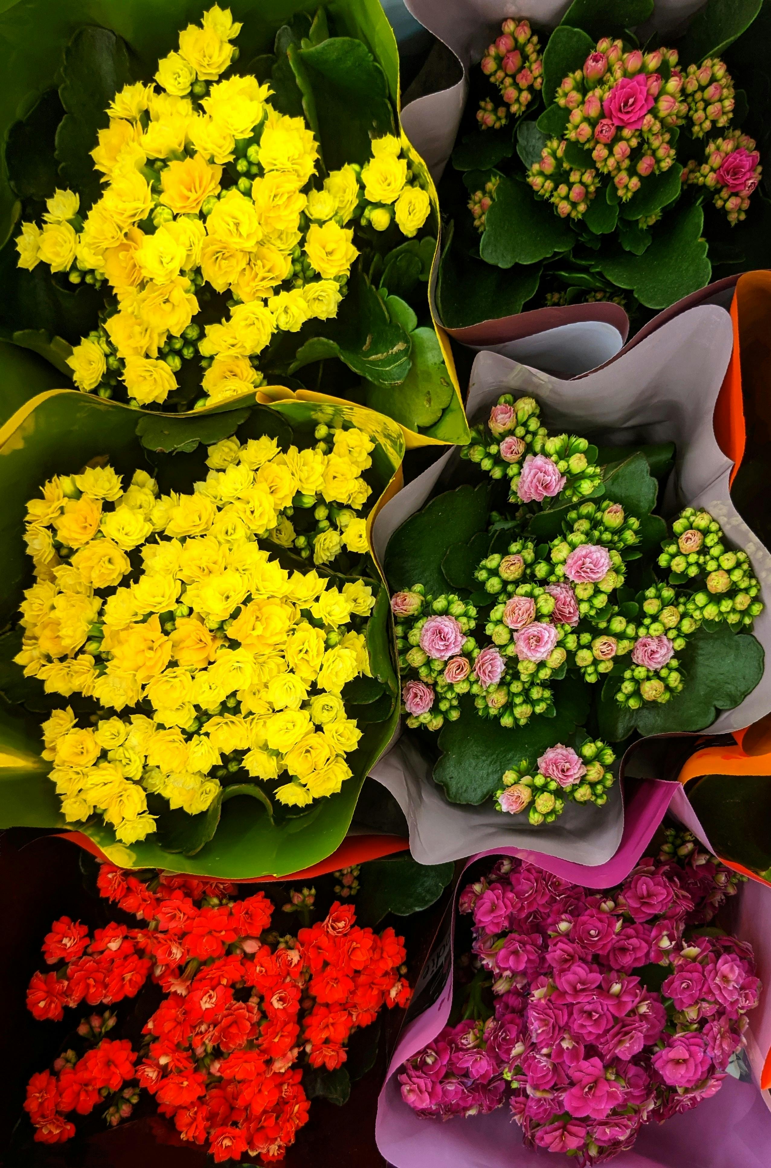 Kalanchoe