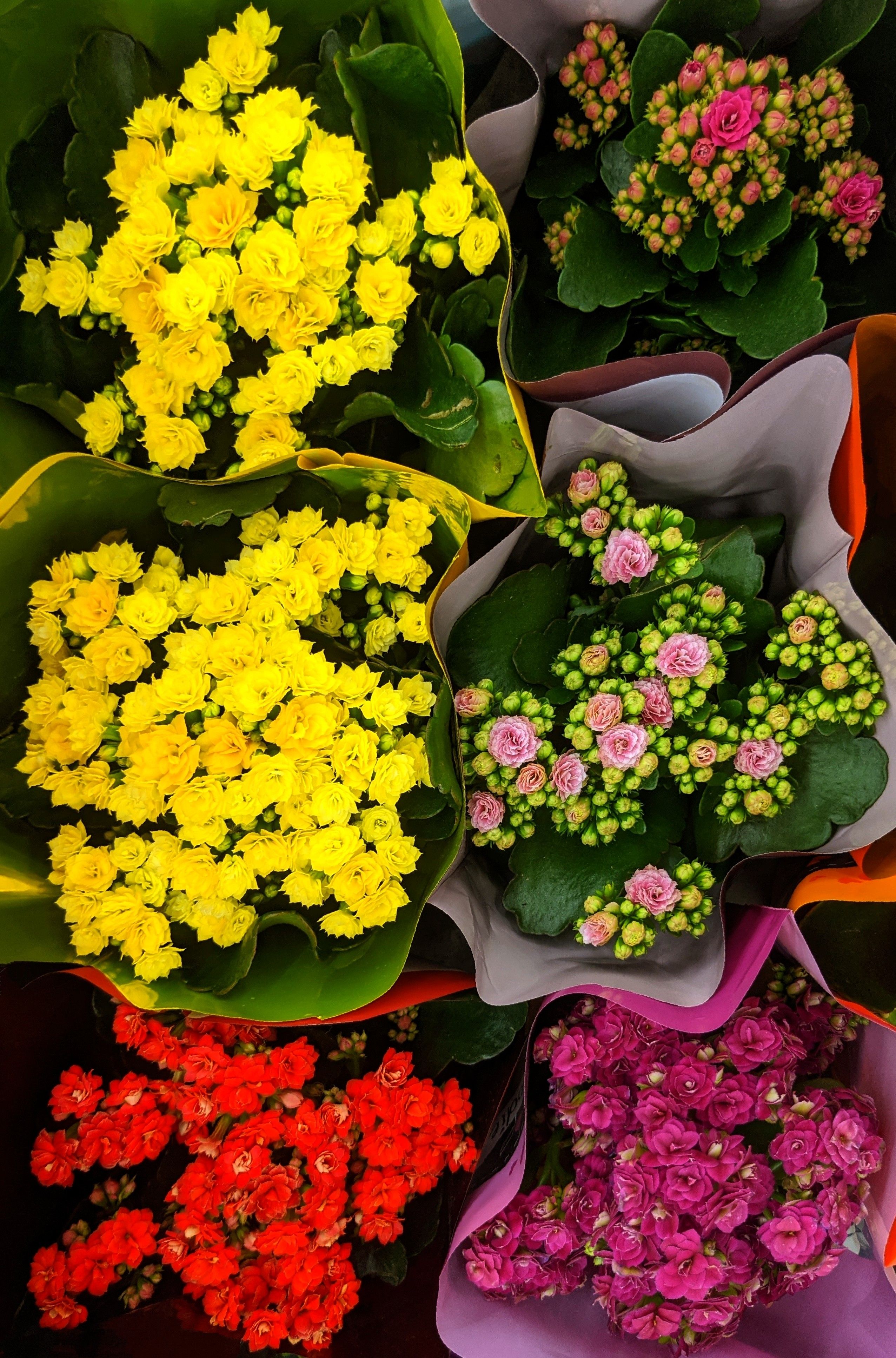 Kalanchoe in bloom
