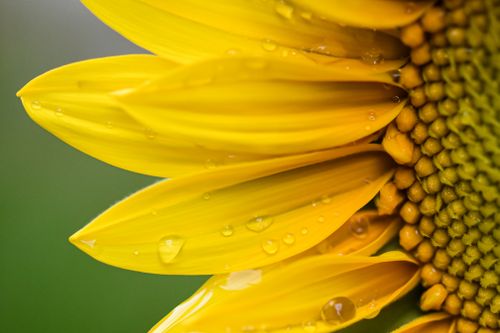 Free Detailed macro image of sunflower petals with dew drops, highlighting the vibrant yellow color. Stock Photo