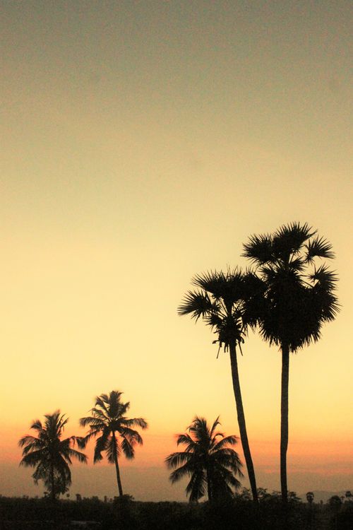 Silhouetted Palm Trees Against a Sunset Sky · Free Stock Photo