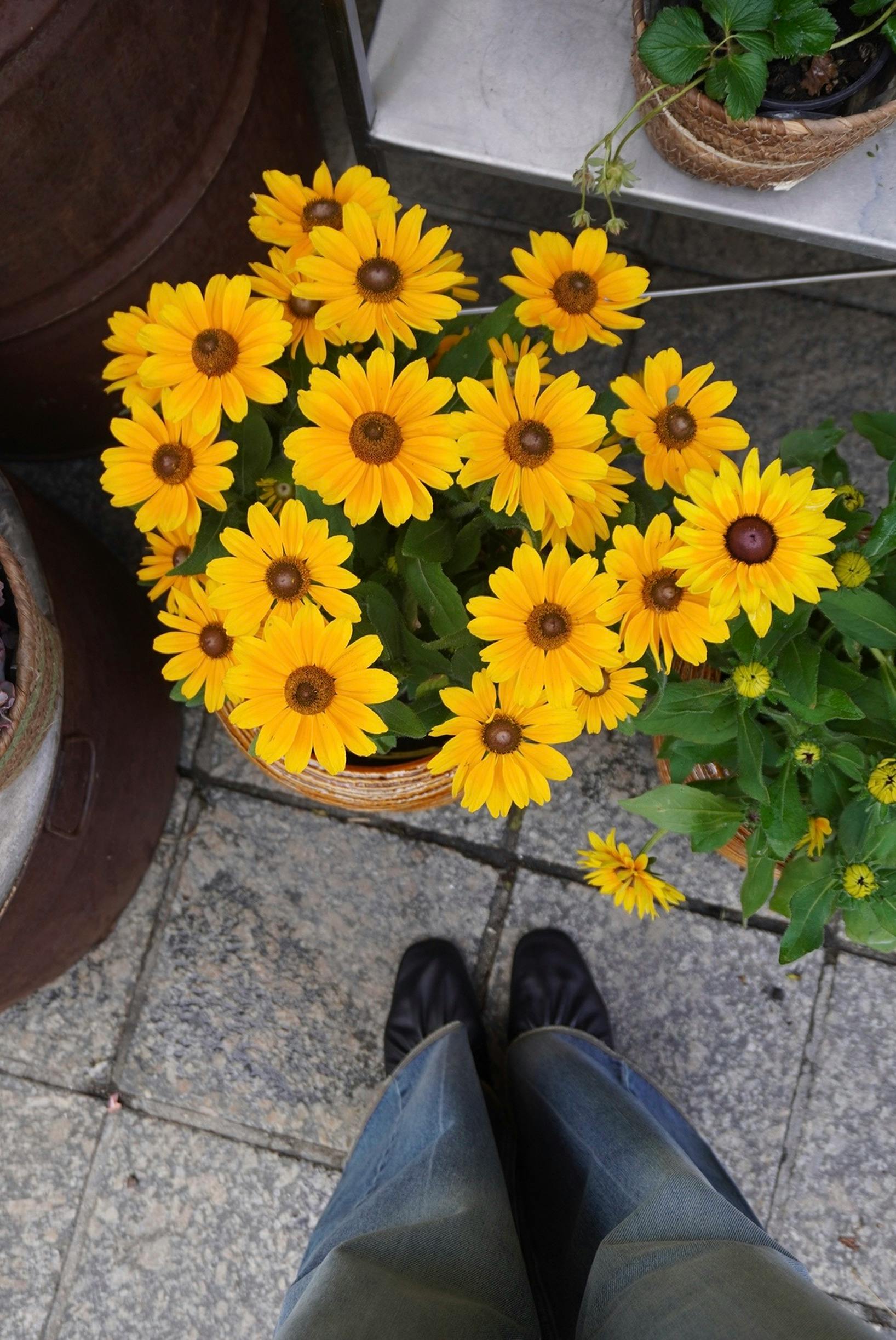 Top view of vibrant yellow daisies in a pot on stone pavement, Austria.