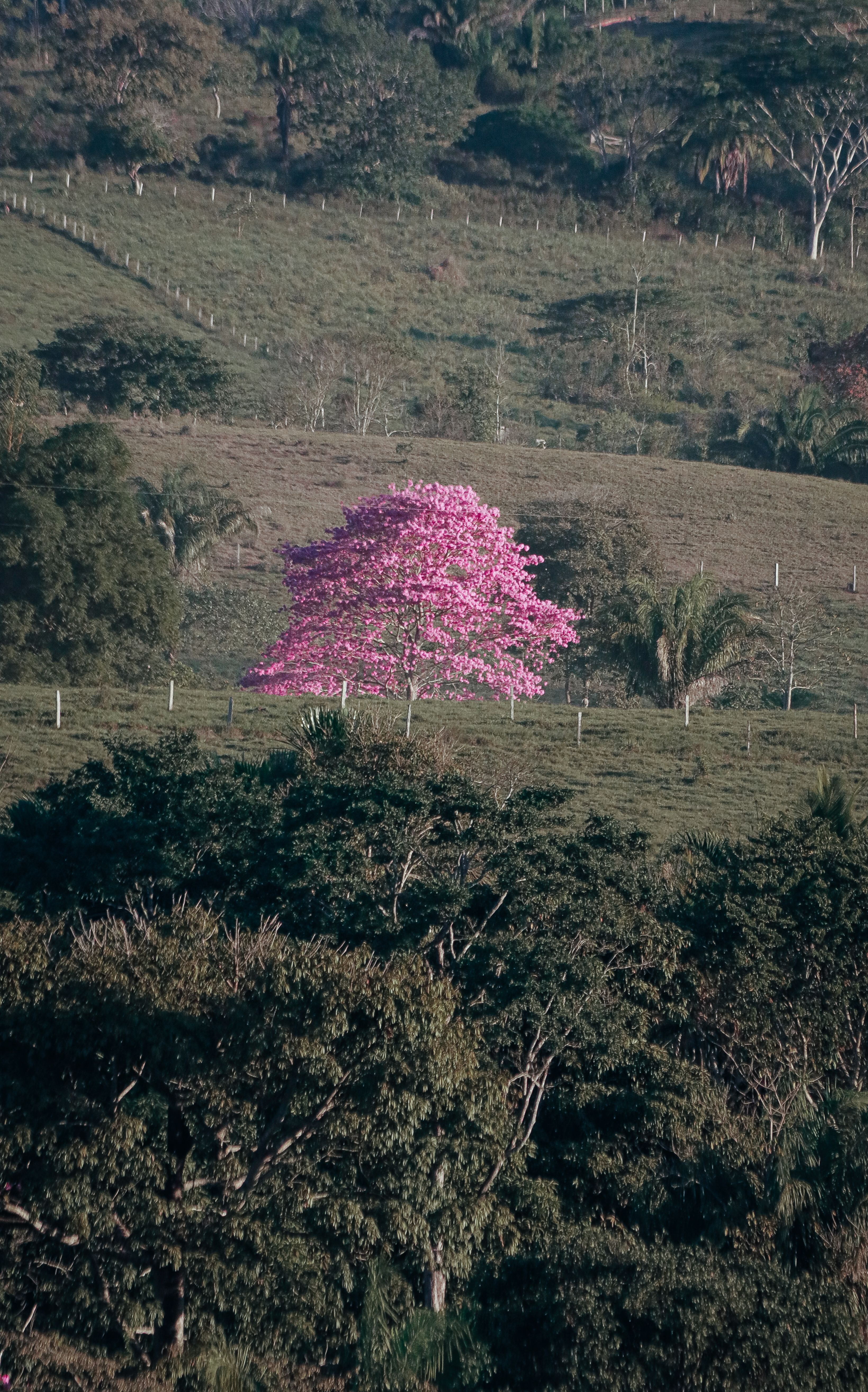 Vibrant Pink Tabebuia Tree in Countryside Setting · Free Stock Photo