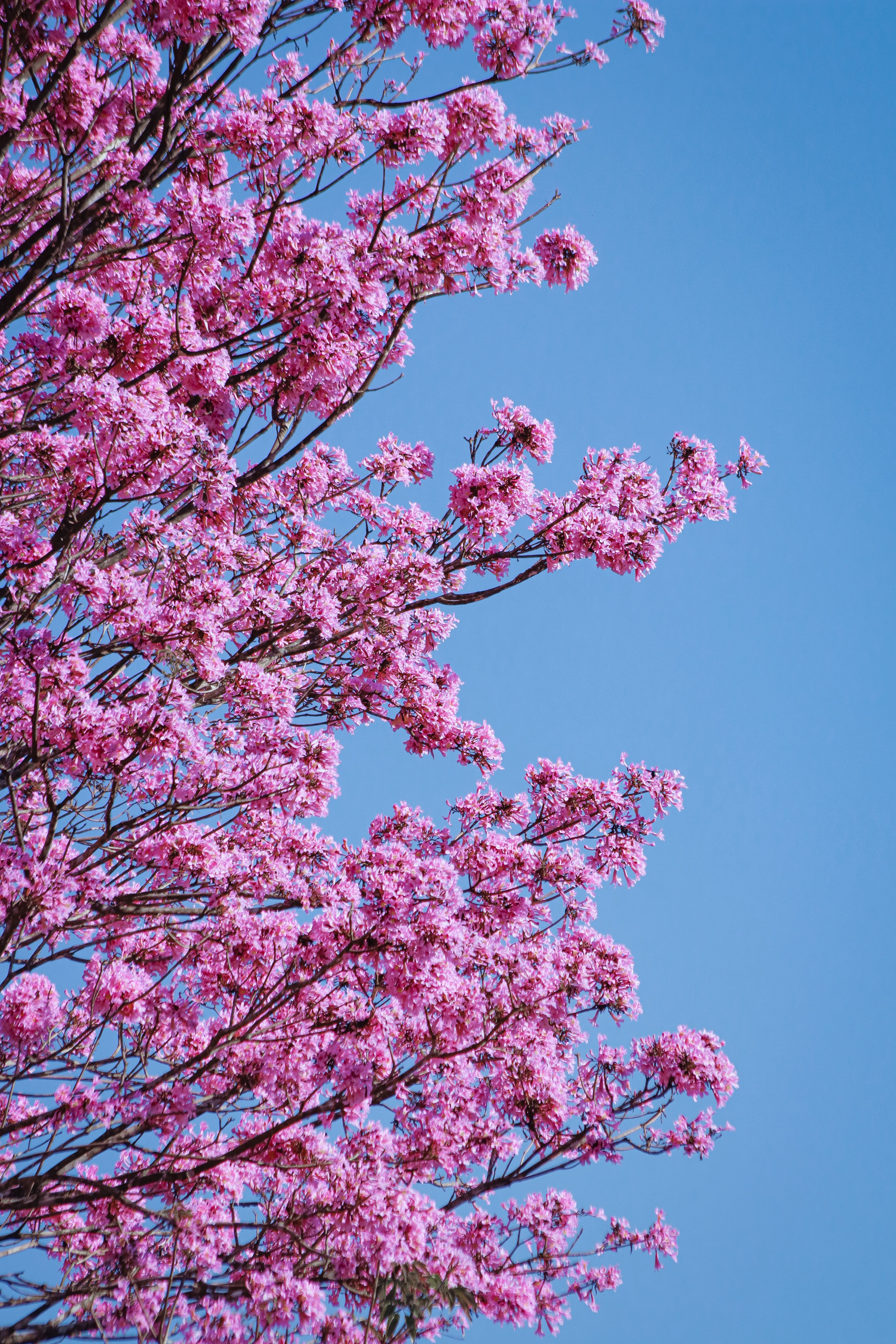 Vibrant Pink Blossoms Against Clear Blue Sky · Free Stock Photo
