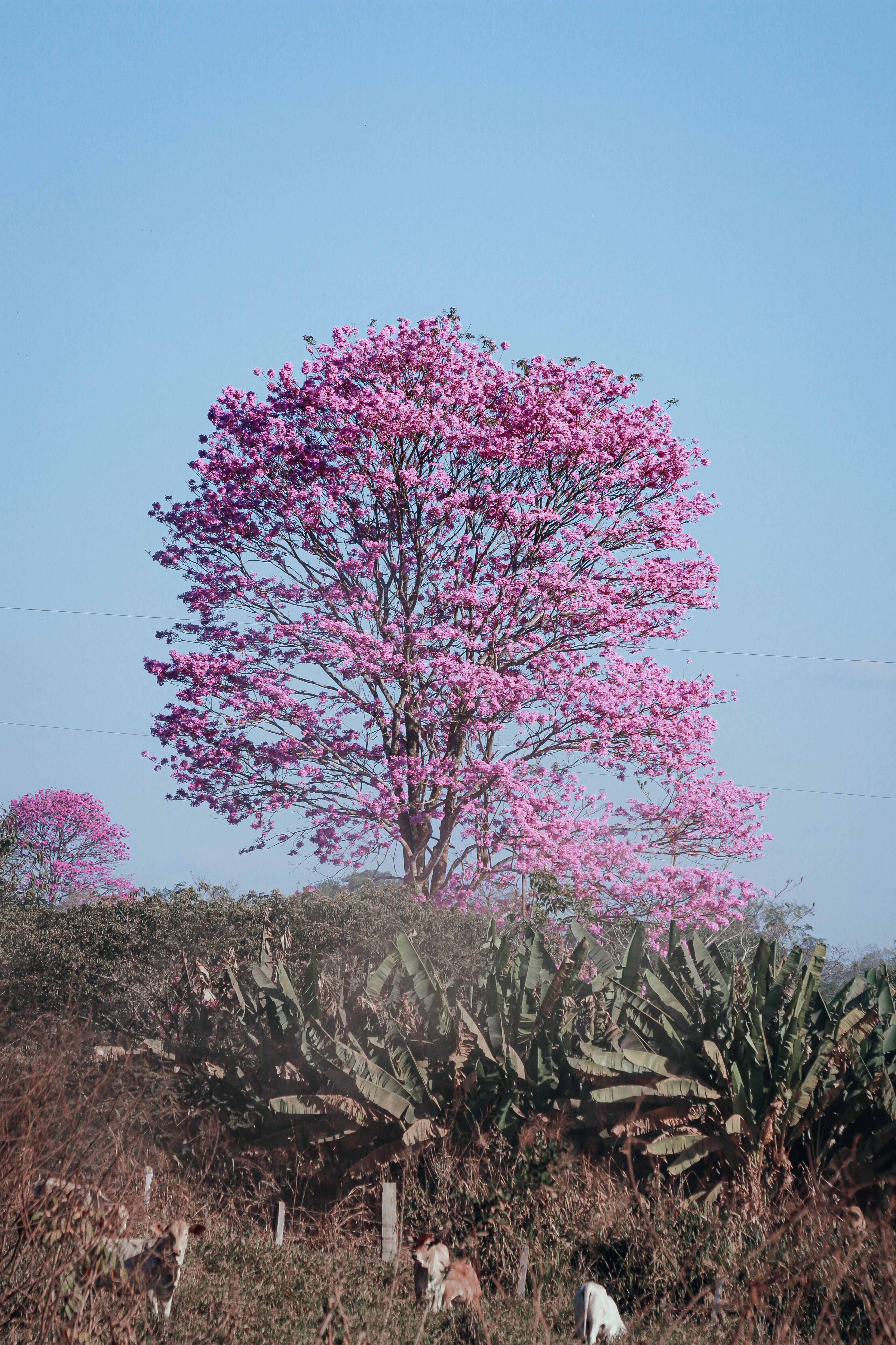 Stunning Pink Tabebuia Tree Blooming Outdoors · Free Stock Photo