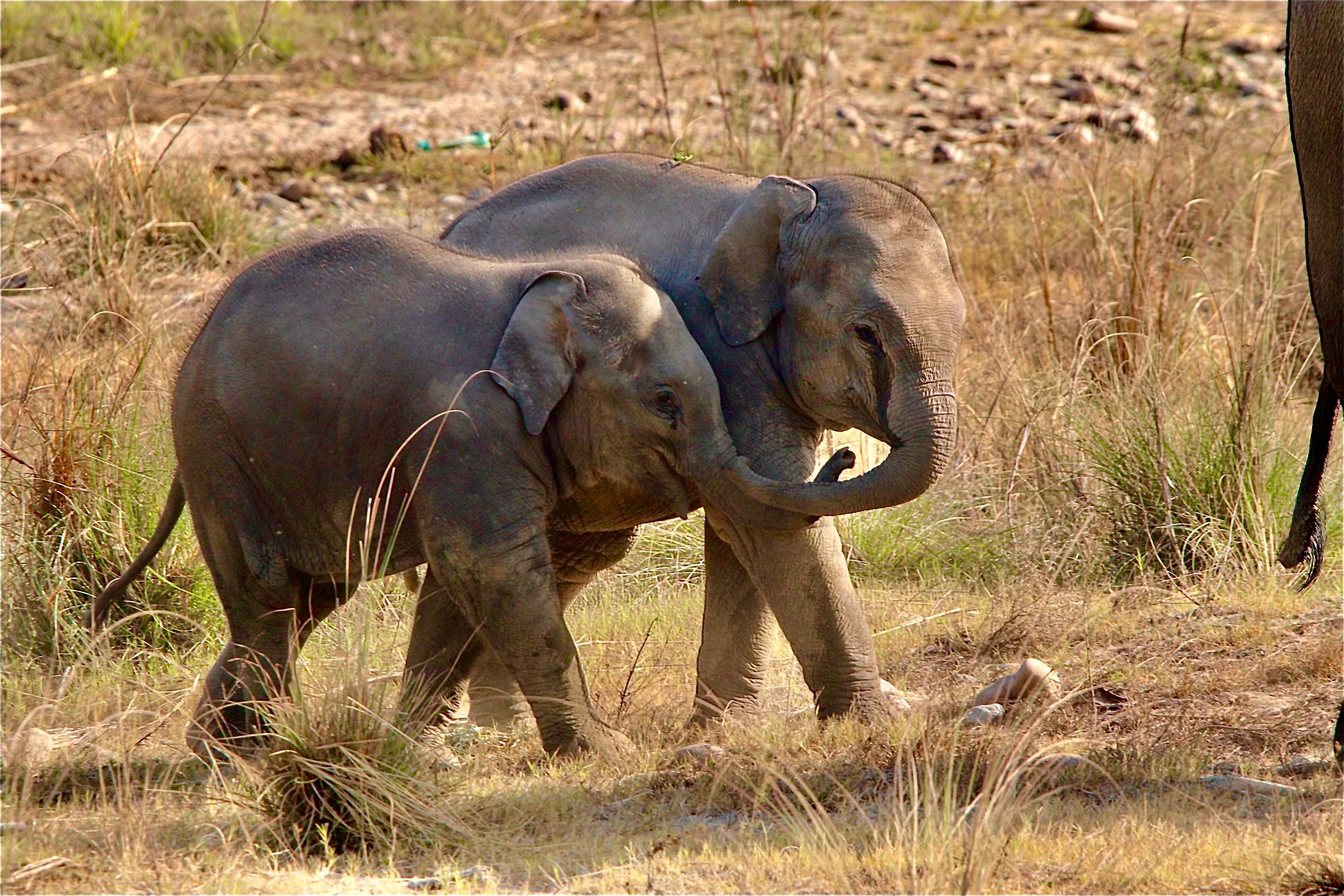 Two baby Asian elephants interacting playfully in the wild grasslands of Shivlalpur Pandey, India.