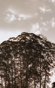 Image by Gabriela Brasiliano