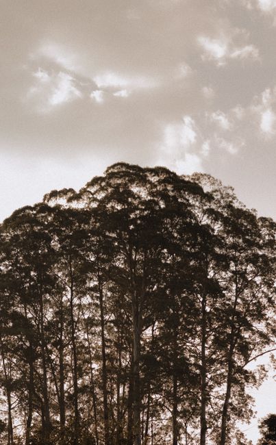 Fotomural Una silueta dramática de árboles altos que se alzan contra un cielo nublado y melancólico.