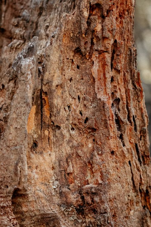 Free Detailed view of a textured, weathered tree bark with earthy tones. Stock Photo