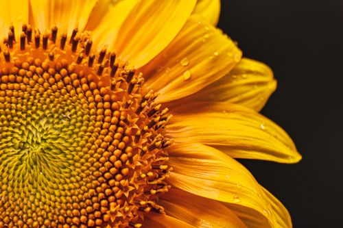 Free Detailed close-up of a sunflower with dew droplets on petals. Stock Photo