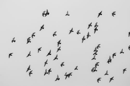 Free A black and white image of a flock of birds flying against a clear sky in Stockholm, Sweden. Stock Photo