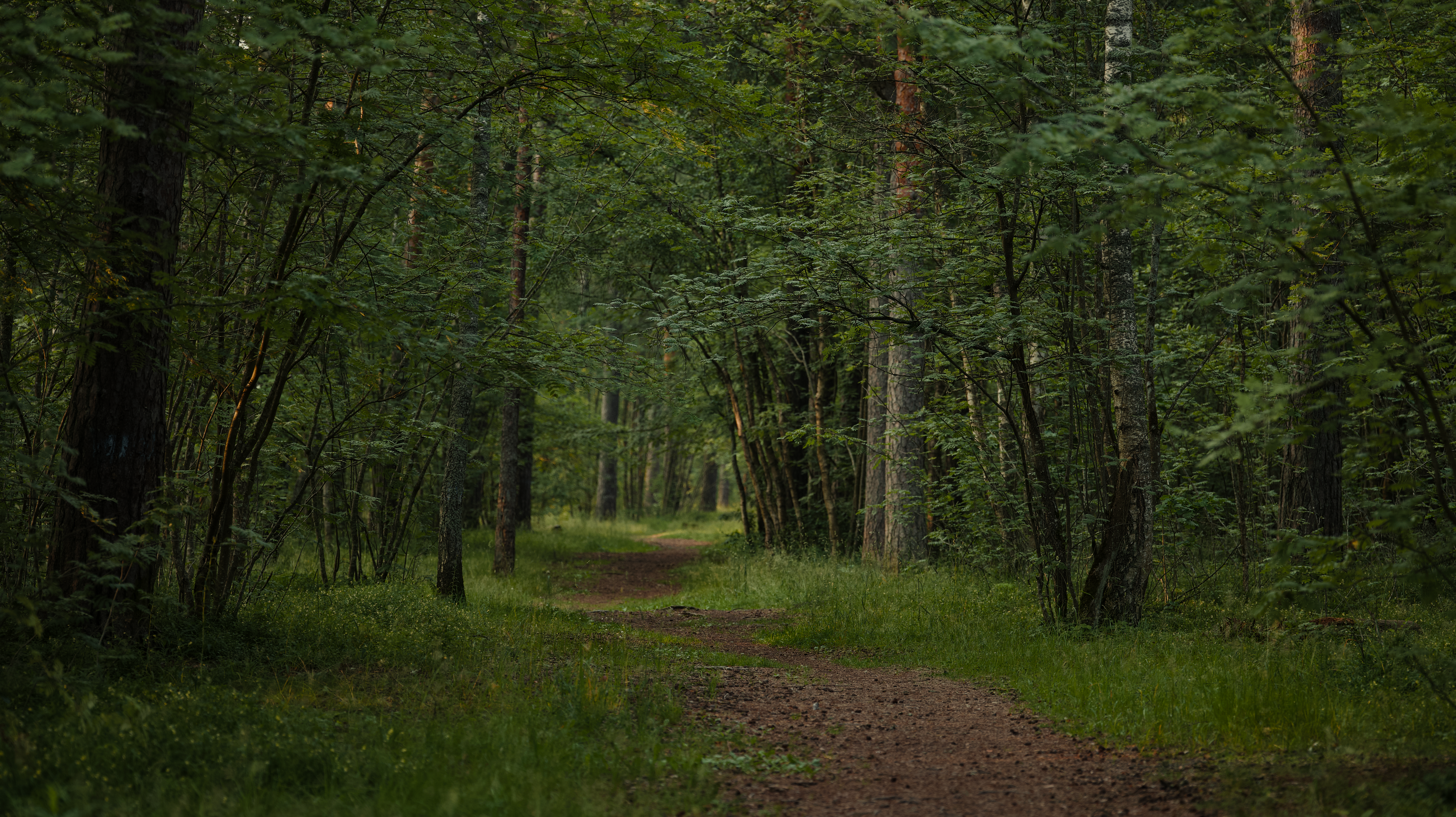 Tranquil Forest Path in Lush Greenery · Free Stock Photo