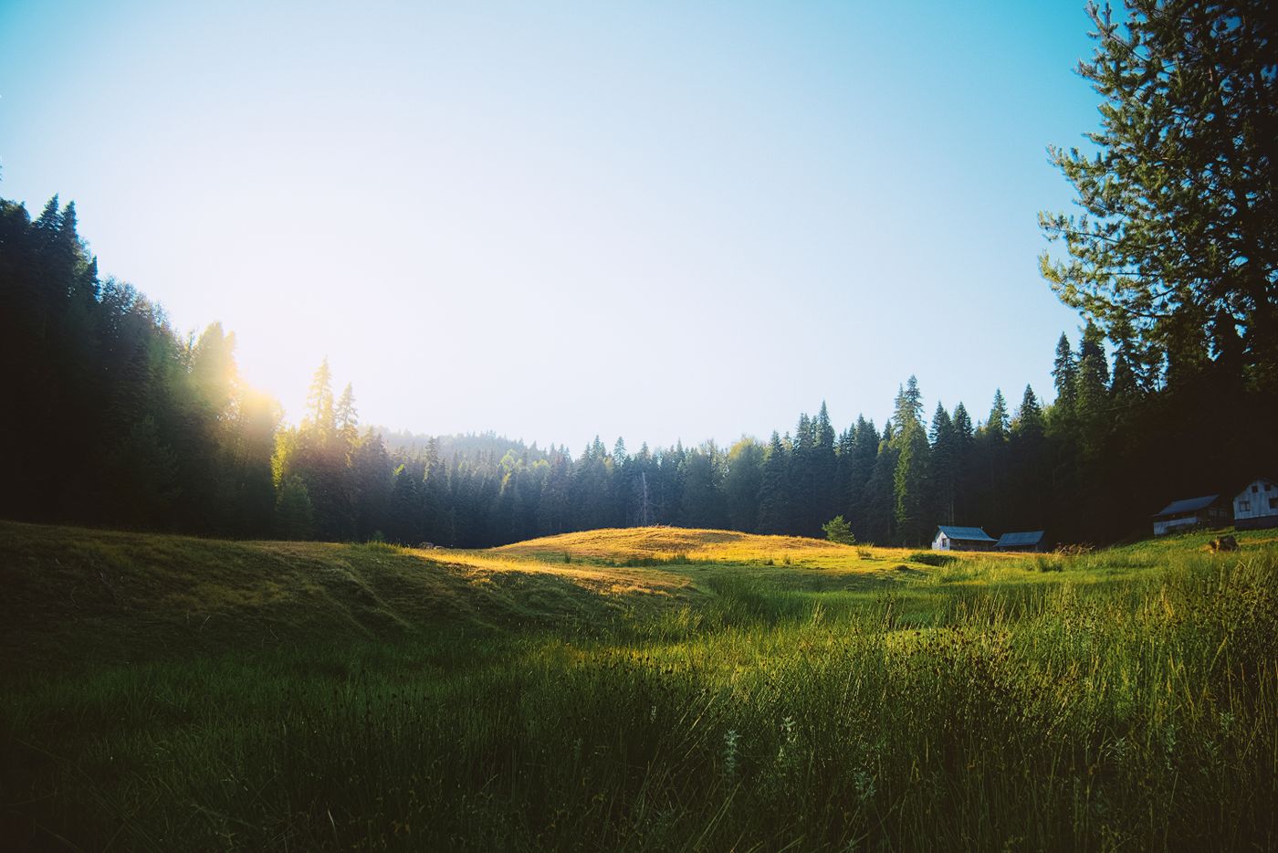 Peaceful meadow surrounded by forest in warm sunrise light