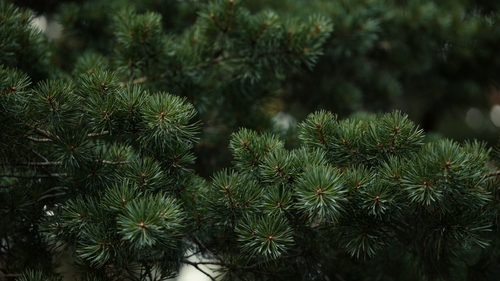 Free Detailed view of lush evergreen pine needles, showcasing natural green textures. Stock Photo
