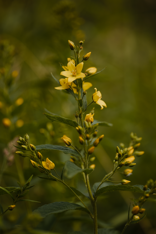 Free Close-up of a vibrant yellow wildflower in a lush green outdoor setting. Stock Photo
