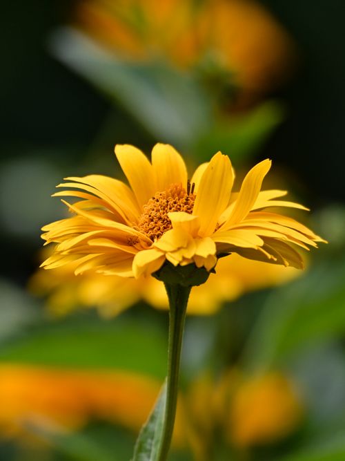 Free Close-up of a vibrant yellow flower with green leaves in the background. Stock Photo