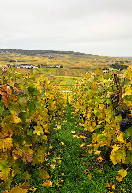 Free stock photo of fall colors, vineyard, wine grapes Stock Photo