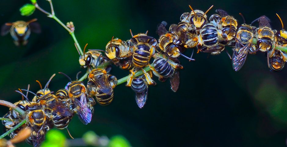 A cluster of bees resting together on a branch in vivid detail