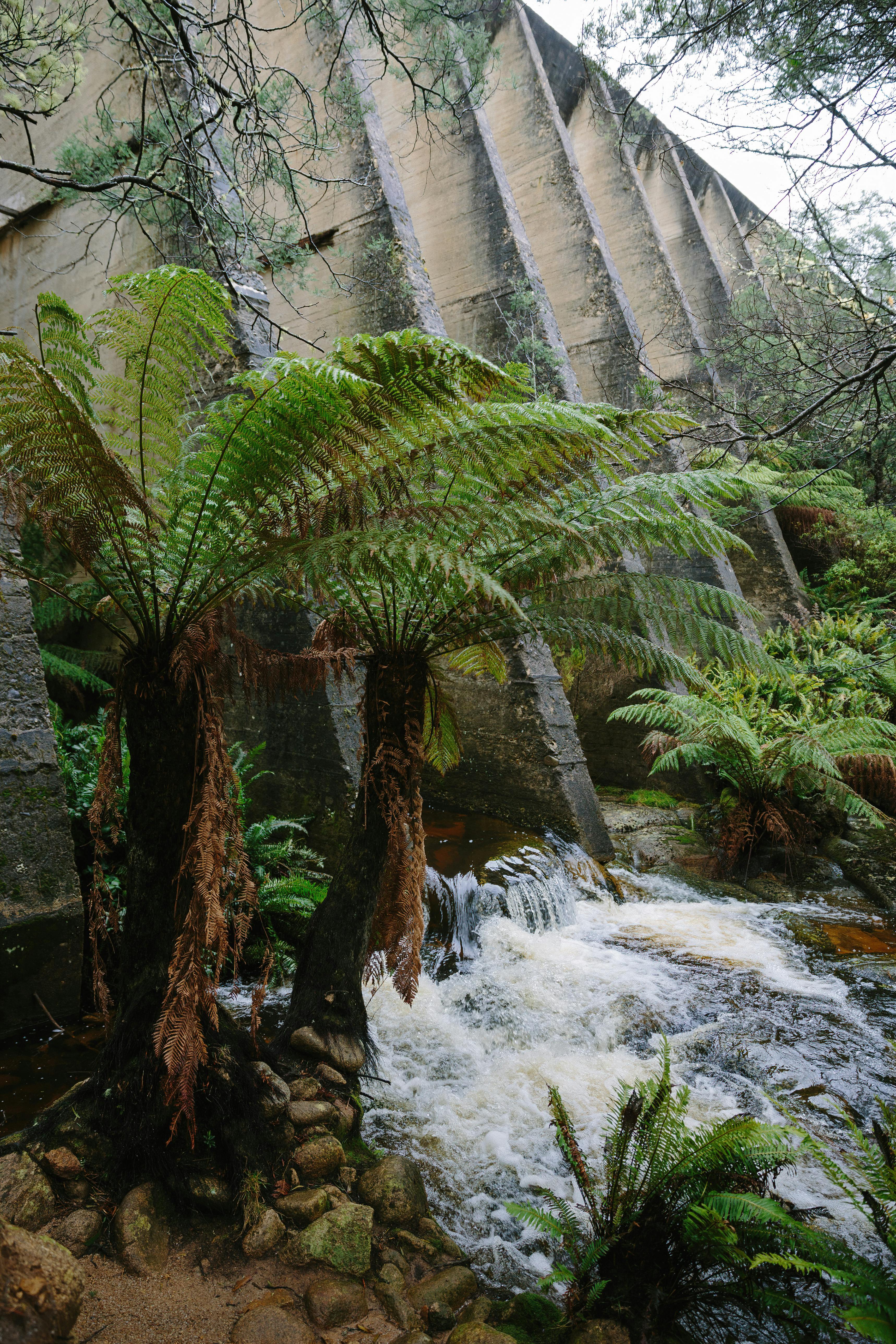 Scenic view of the lush greenery and waterfall cascading by the dam in Derby, Tasmania, Australia.