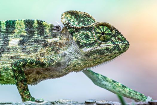 chameleon photo