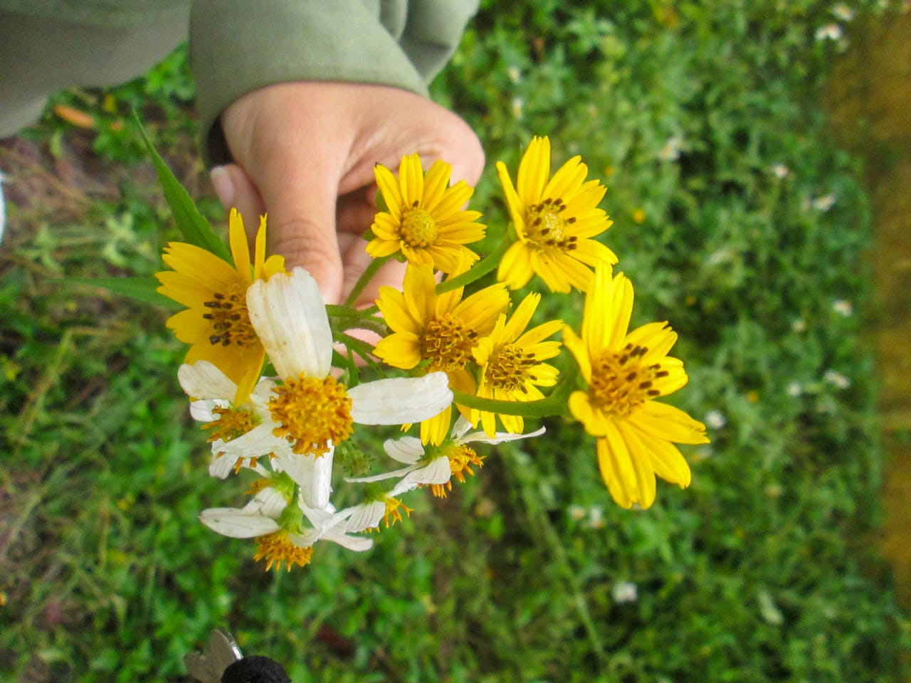 Chim lửa | Chương 45