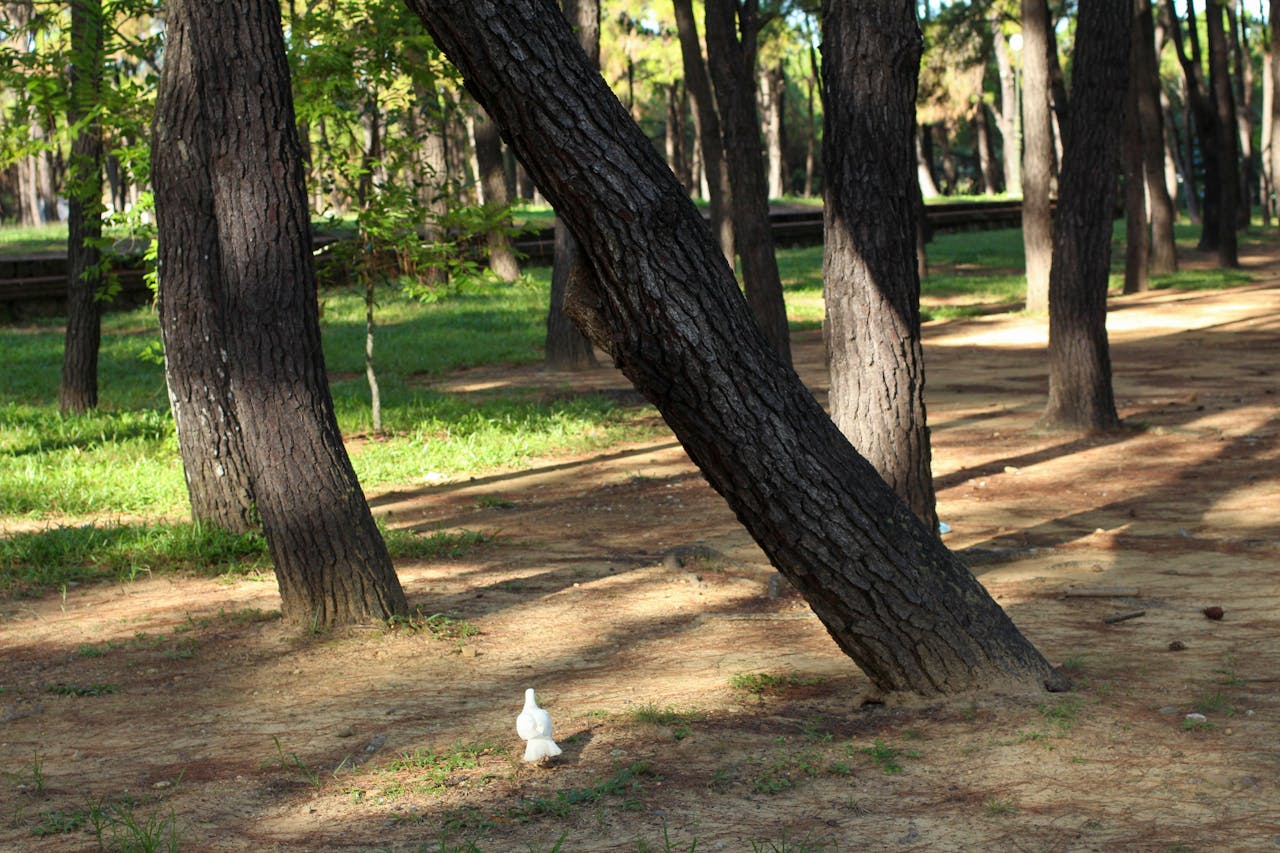 Mùa xuân vắng lặng | Chương 15