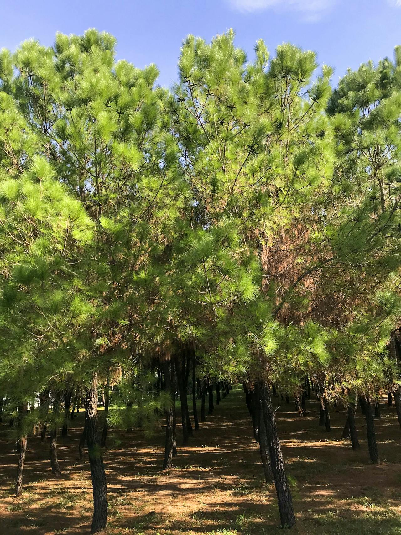 Gieo trồng hạnh phúc | Chương 42