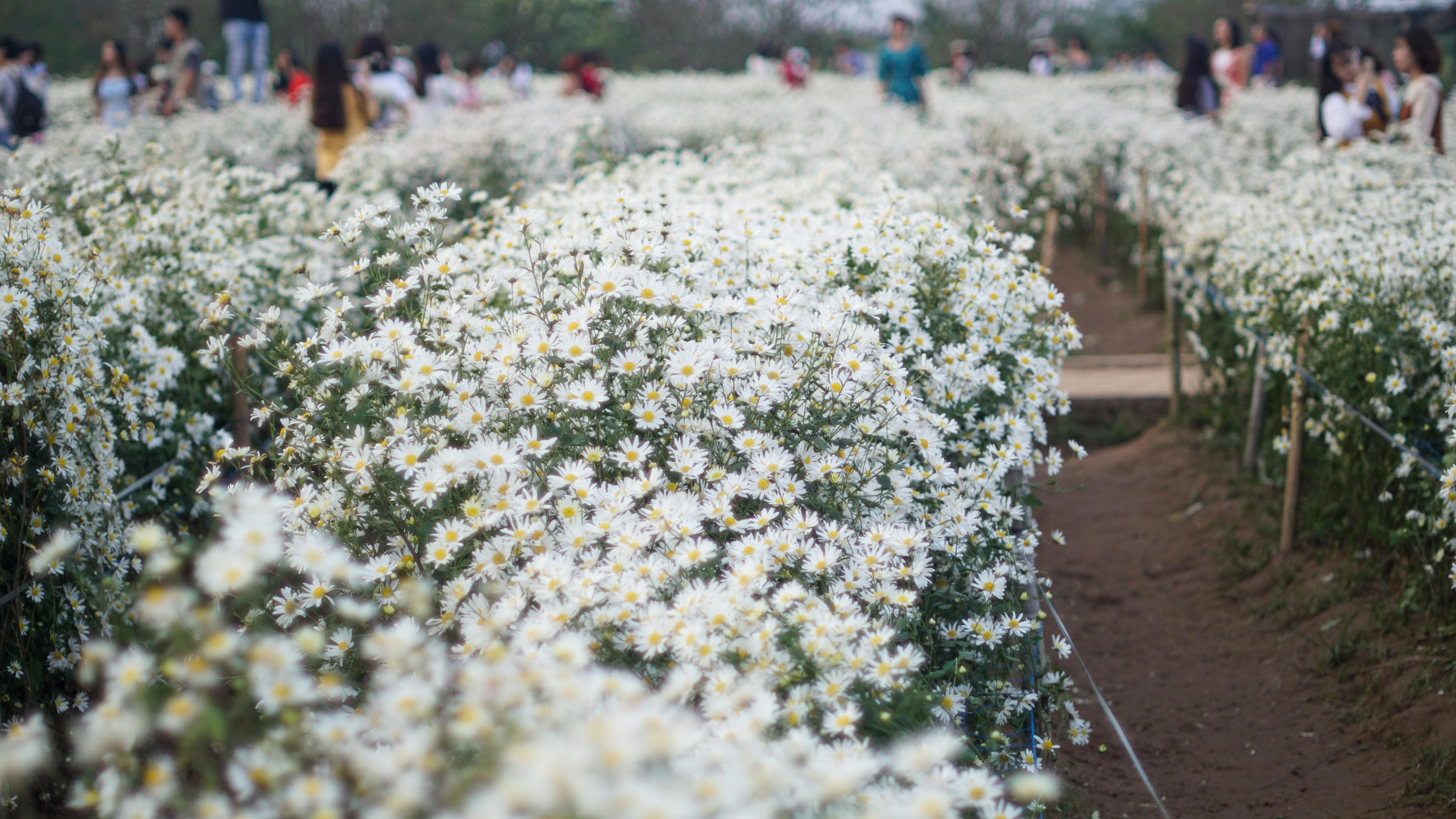 Chim lửa | Chương 96