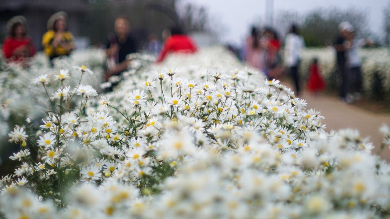 Những câu chuyện về chứng hưng cảm và trầm cảm