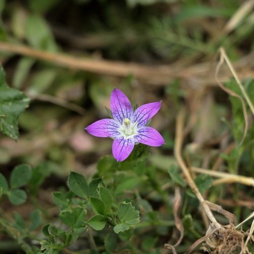 Free Vibrant purple flower amidst lush greenery, captured in detail. Stock Photo