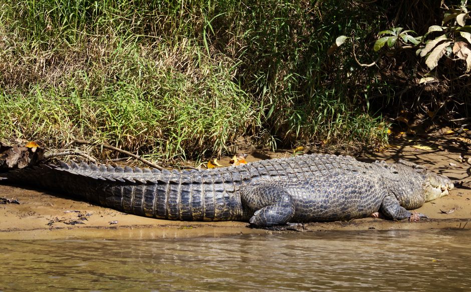 Observation des crocodiles marins au Daintree River