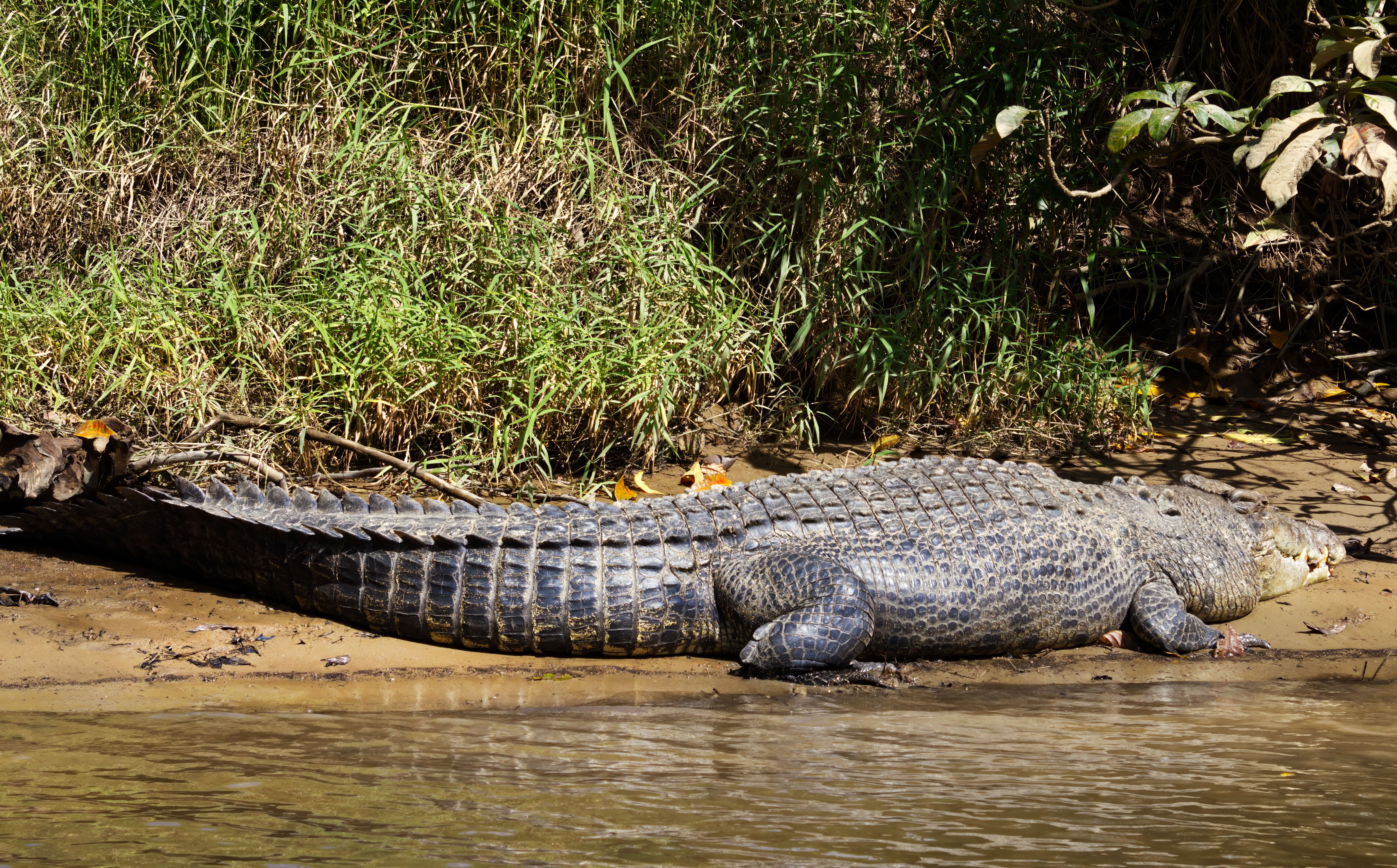 Large Crocodile Basking on Daintree River Bank · Free Stock Photo