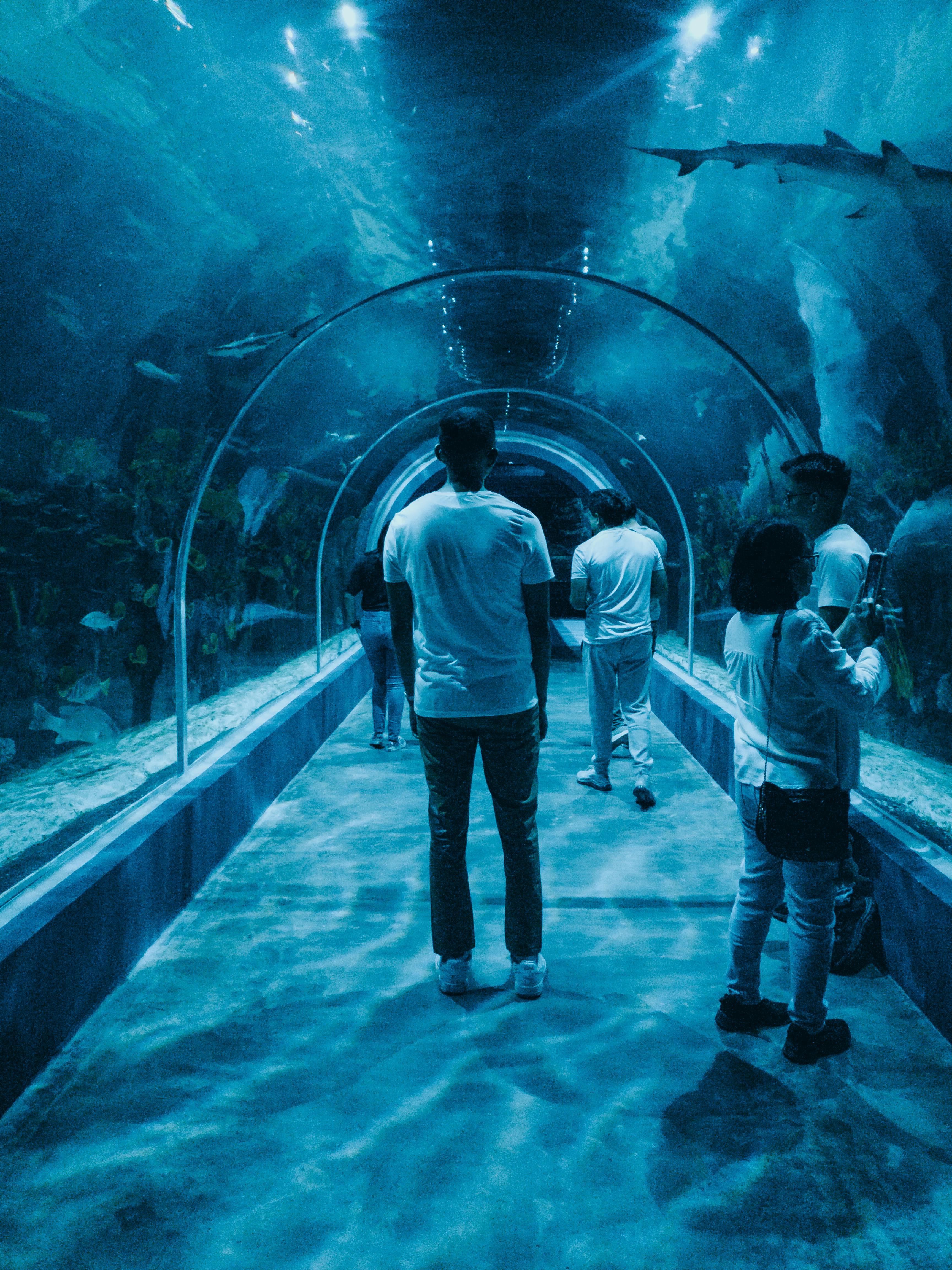 Shark Tank Celebrity Guest Appearances: A Strategic Guide to Special Episode Success