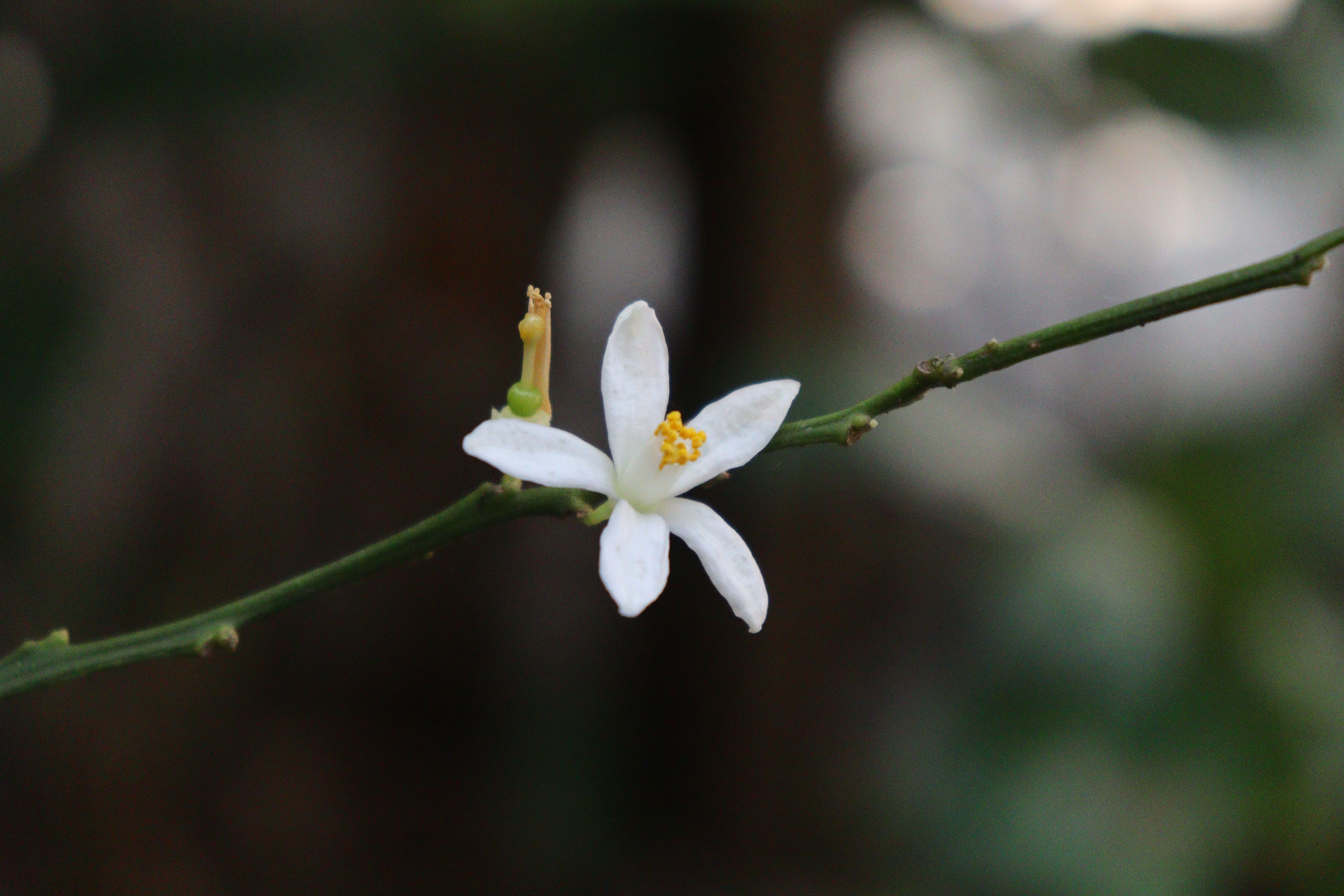 Macro Shot of a White Flower on a Thin Branch · Free Stock Photo