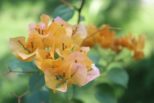 Free Close-up of bright yellow bougainvillea flowers blooming outdoors against a lush green background. Stock Photo