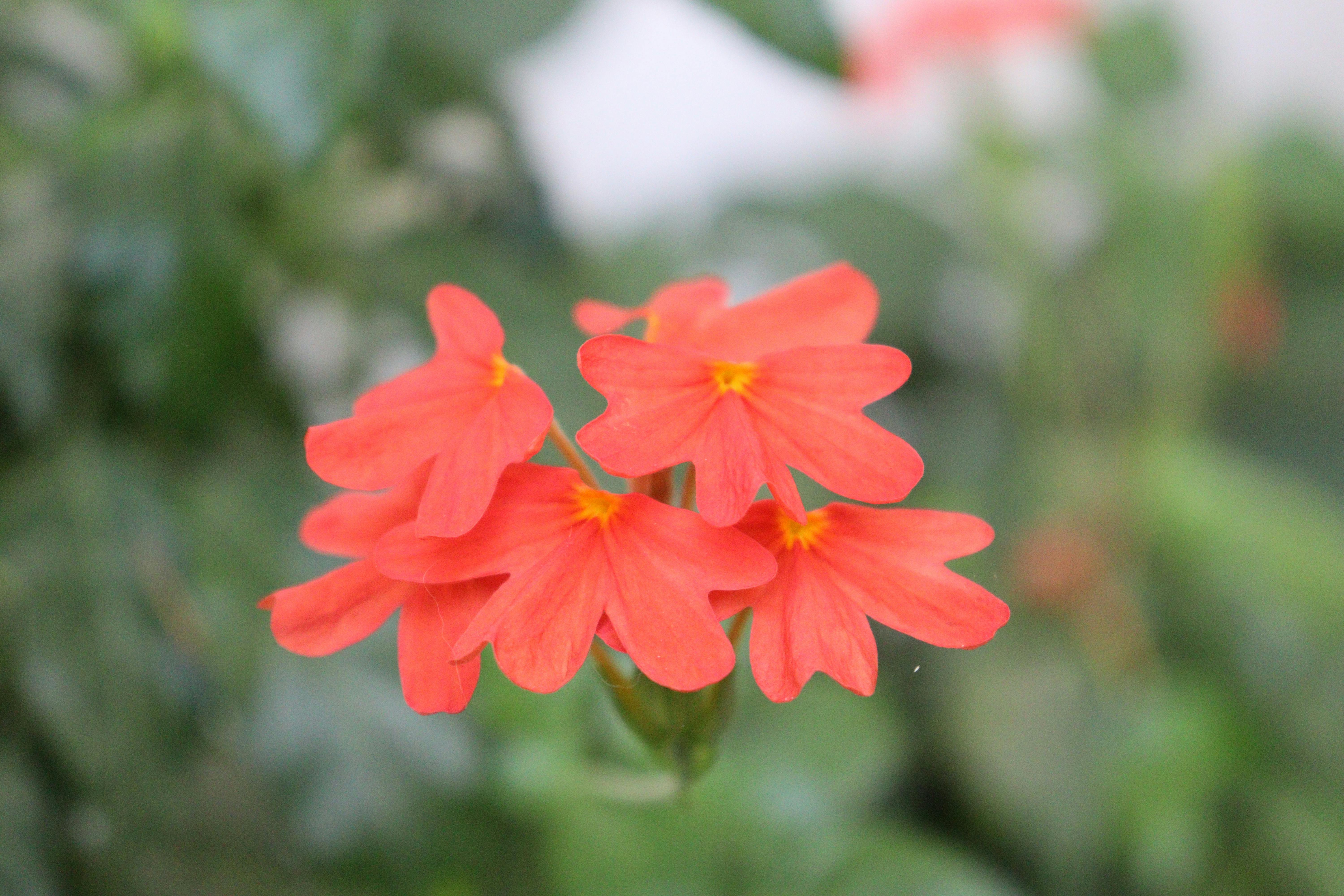 [ColoSach]-bright-orange-flowers-with-green-foliage,-showcasing-natural-beauty-and-garden-elegance.