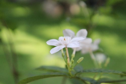 Free A serene close-up of a blooming white jasmine flower against a lush green background, embodying tranquility. Stock Photo