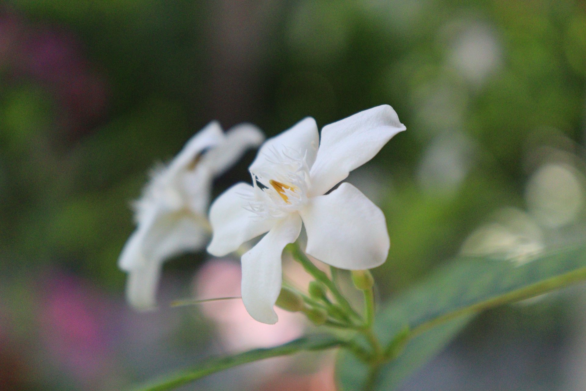 Capture of a delicate white jasmine flower in full bloom with a green blurred background.