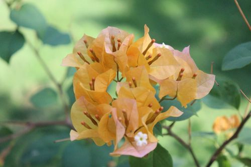 Free A vivid close-up of blooming orange bougainvillea flowers in natural sunlight. Stock Photo
