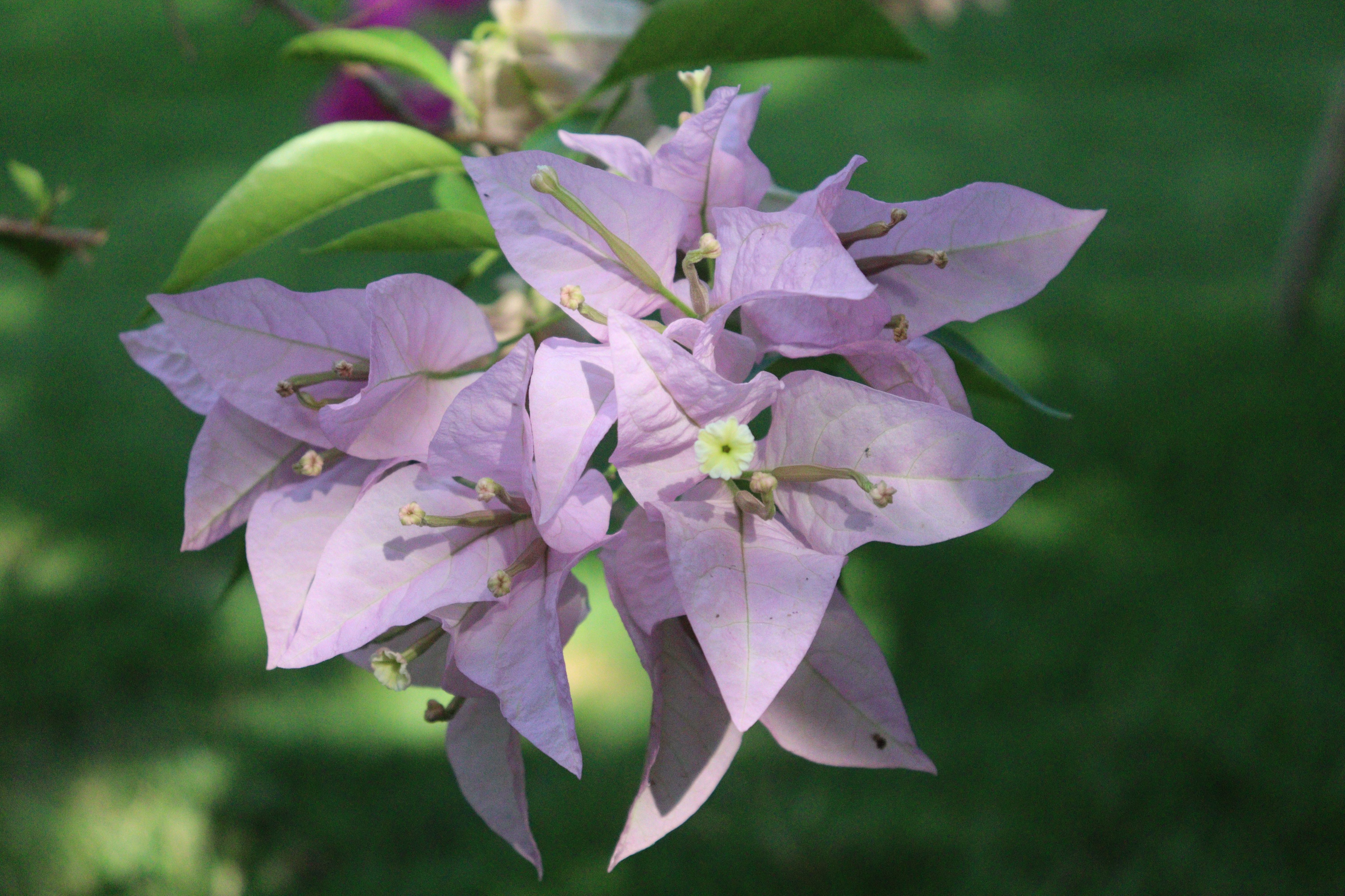 [ColoSach]-a-vibrant-close-up-of-a-purple-bougainvillea-flower-with-lush-green-background.