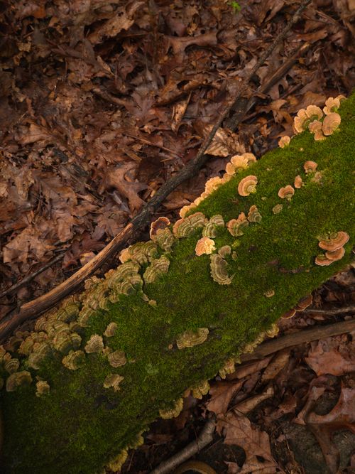 Free Woodland scene of moss-covered log with various fungi, capturing autumn essence. Stock Photo