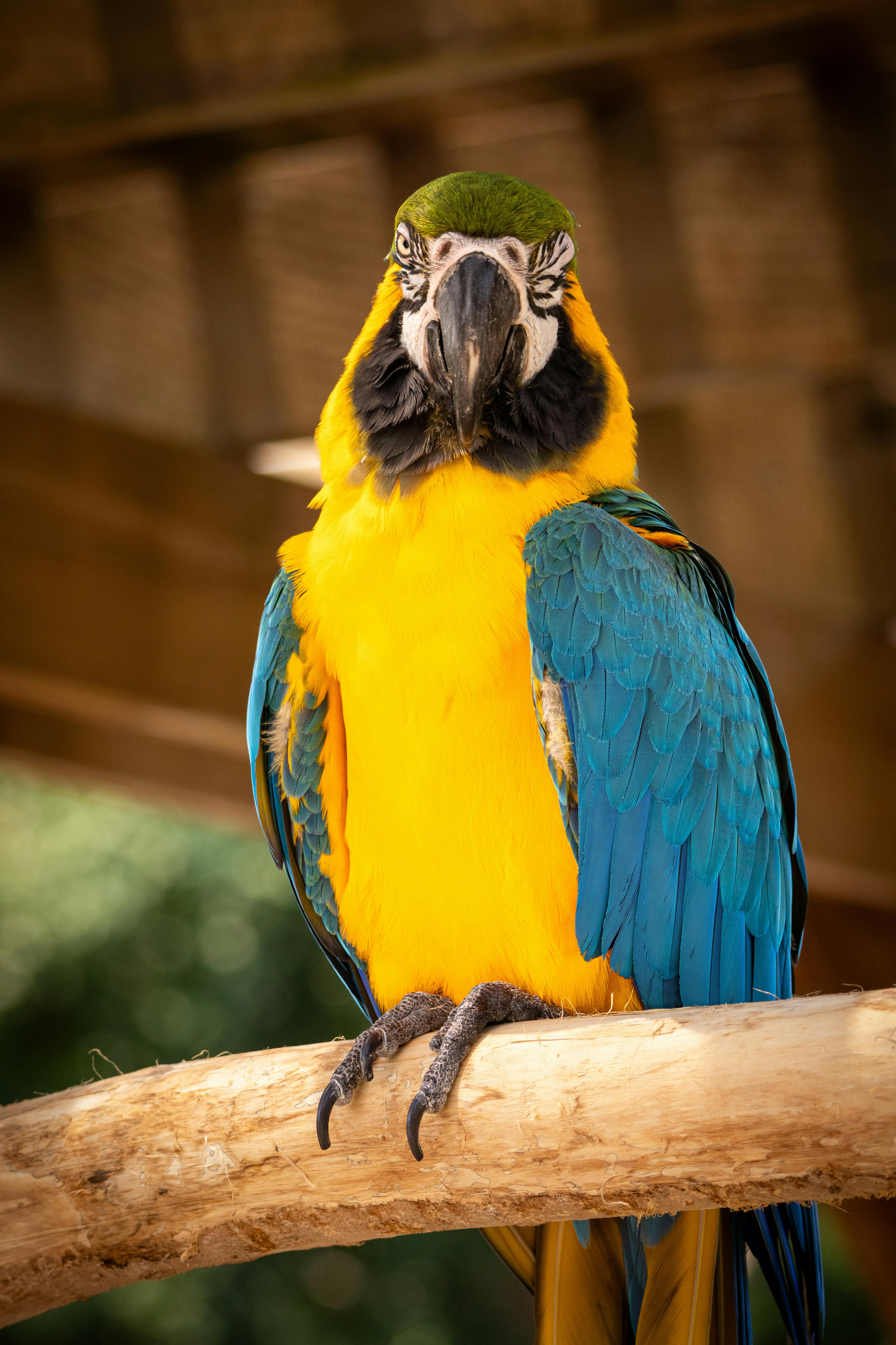 Blue and yellow macaw perched on a branch at Omaha Zoo, showcasing vibrant plumage.