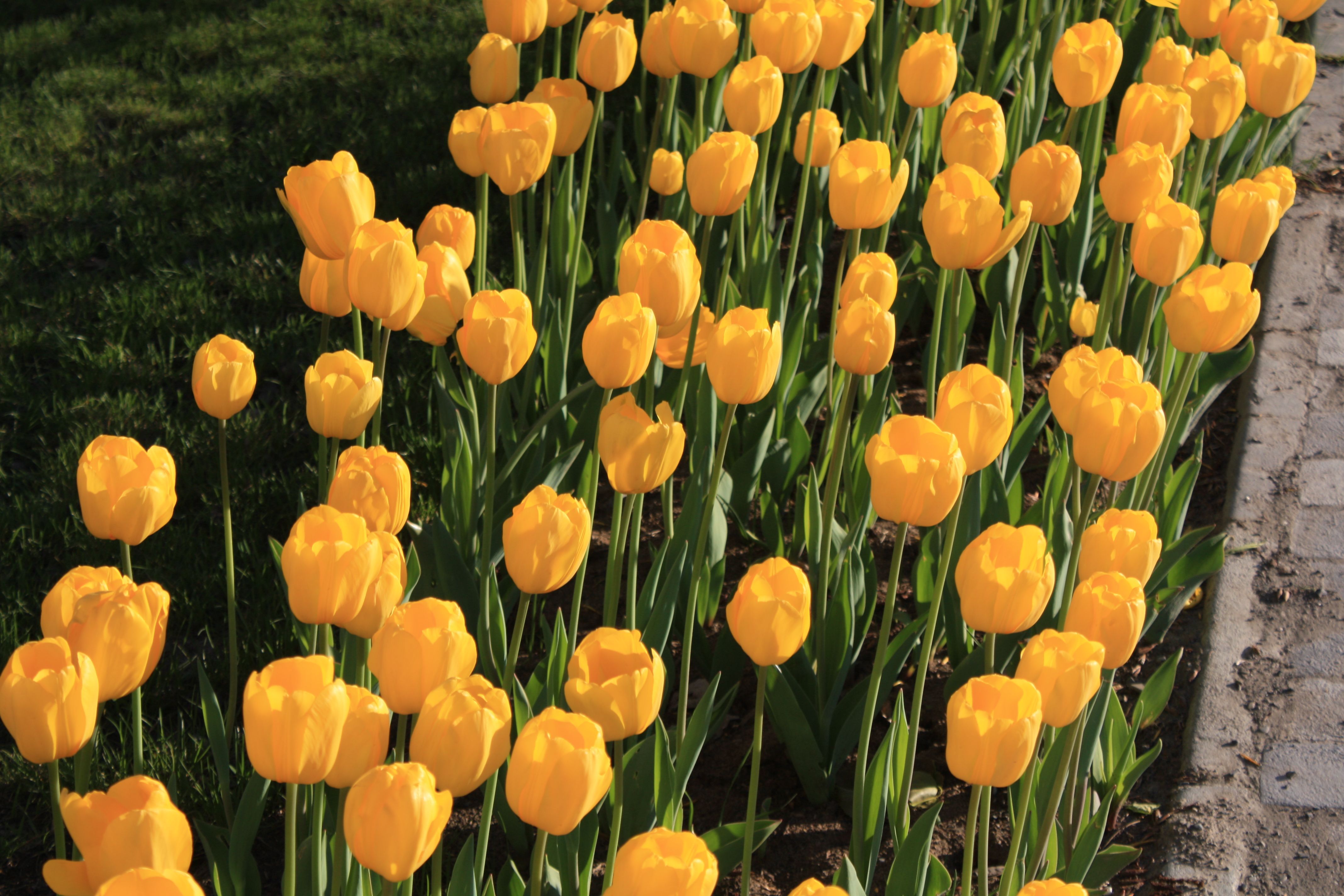 Beautiful Yellow Tulips in Full Bloom outdoors · Free Stock Photo