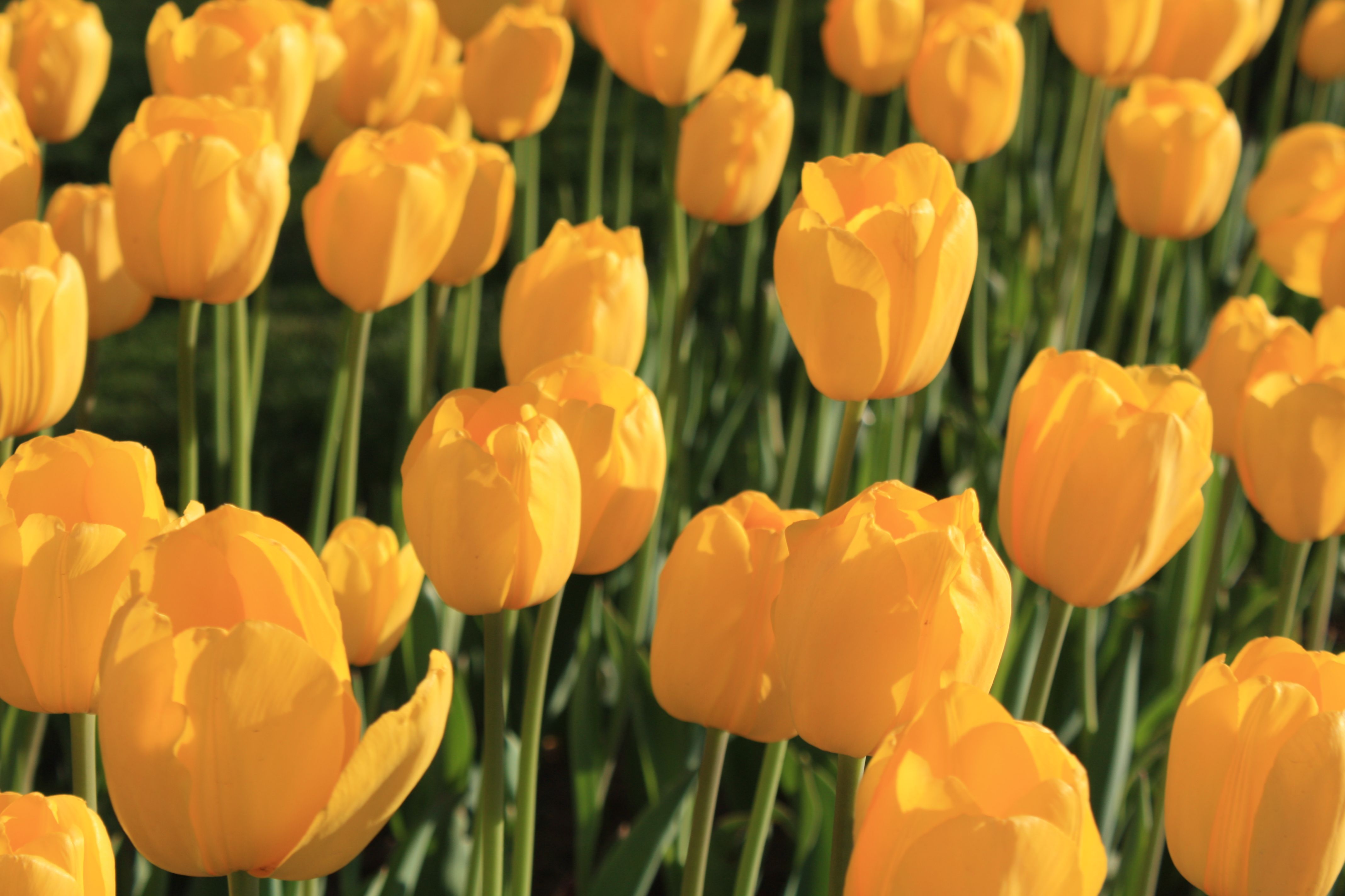 Bright Yellow Tulip Field in Bloom · Free Stock Photo