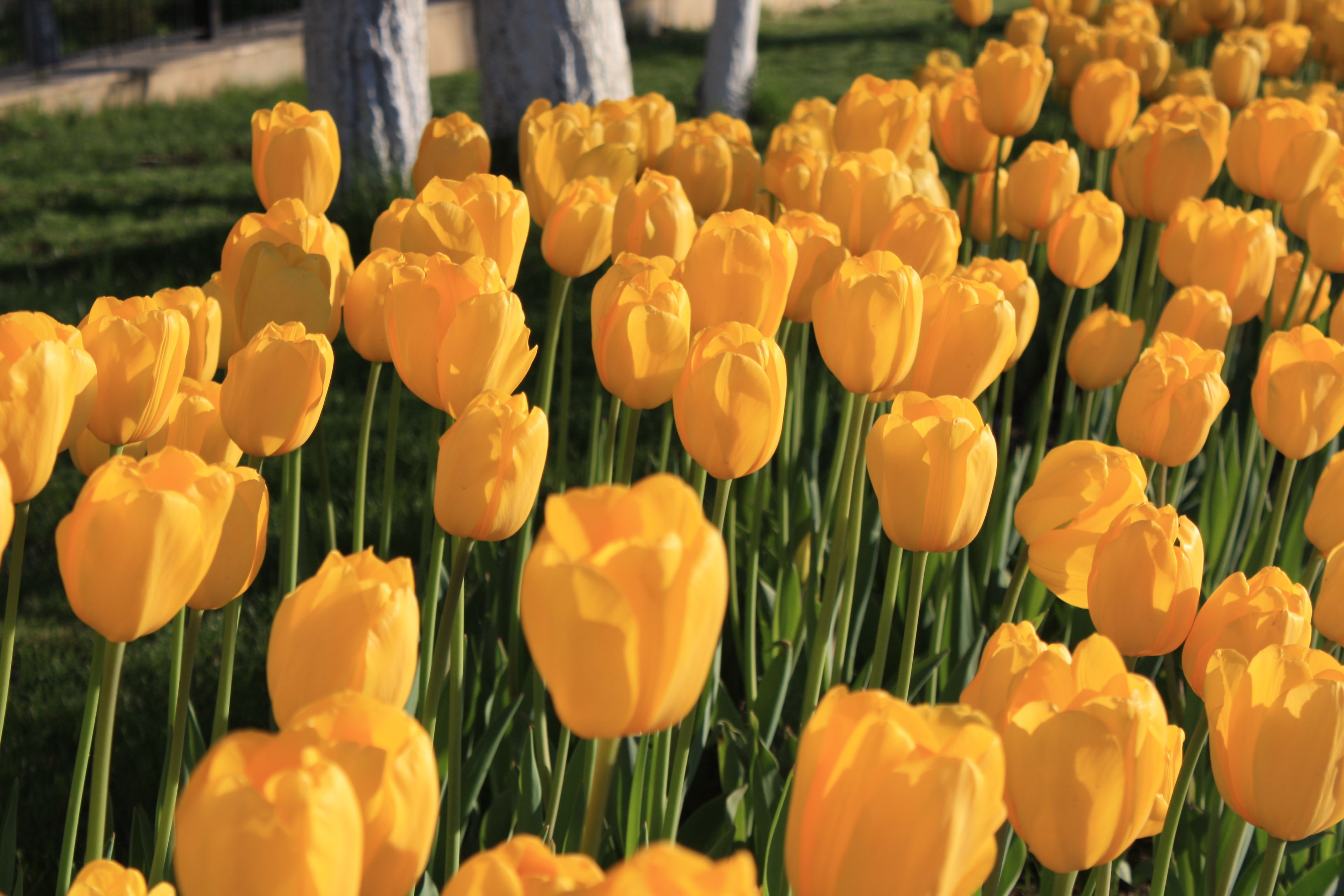Vibrant Yellow Tulip Field in Bloom · Free Stock Photo