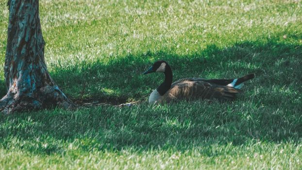 A serene scene of a Canadian goose relaxing under the shade of a tree on a sunny day.