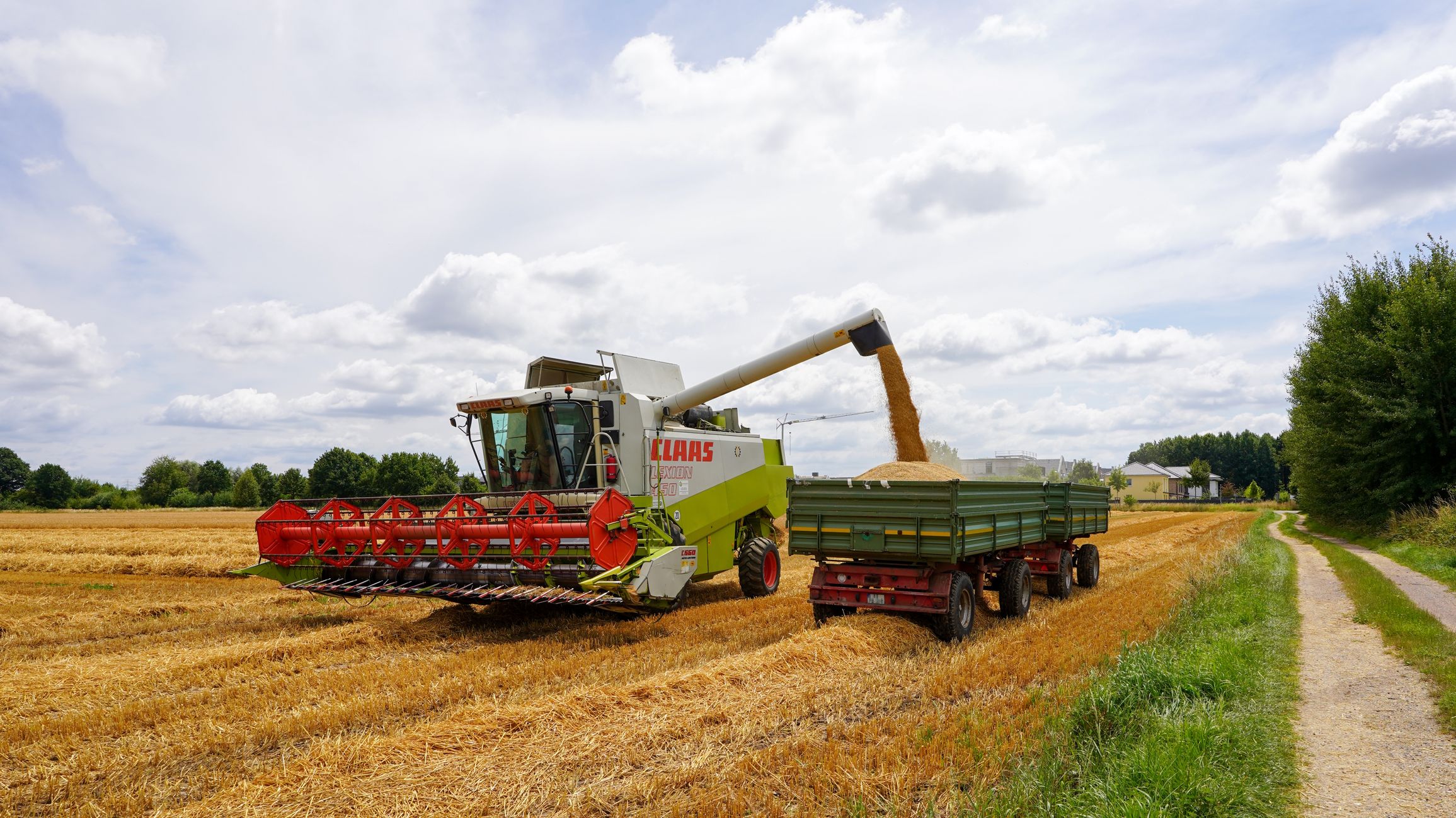 A combine harvester unloading wheat in a Geesthacht field during harvest season.