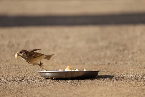 Free A sparrow eats from a dish on the ground in a natural outdoor setting. Stock Photo