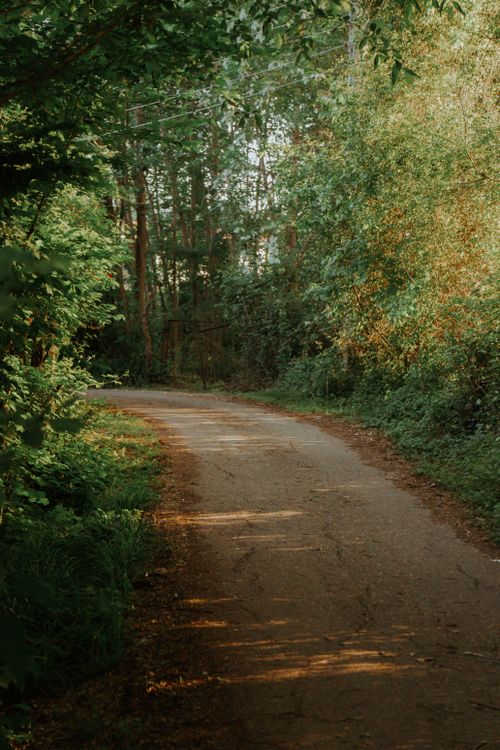 Free Peaceful winding path through lush forest with soft morning sunlight filtering through trees. Stock Photo